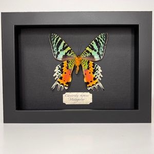 Real framed exotic Chrysiridia rhipheus